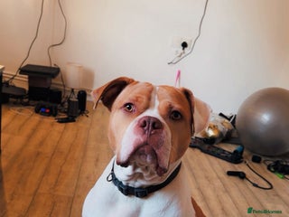 American Bulldog dogs American Bulldog X - Advert 1