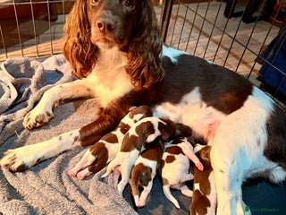 English Springer Spaniel dogs One Gorgeous Girl Remaining - KC Registered ESS - Advert 2