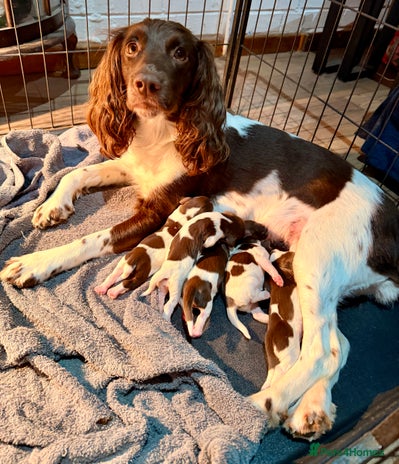 English Springer Spaniel dogs - Advert 1