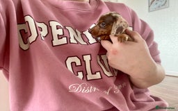 Miniature Dachshund dogs for sale: True miniature’s dapples & chocolate 🤎 - Image 19