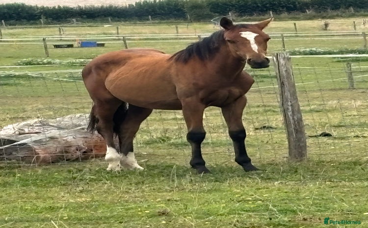 Connemara horses - Advert 2