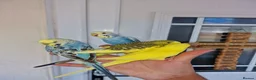 Budgerigars birds for sale: Super silly hand tamed baby budgies  - Advert 13