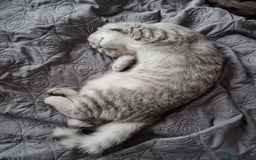 British Shorthair cats for sale: Silver Tabby Classic 5 Months Old GCCF Pedigree - Image 4