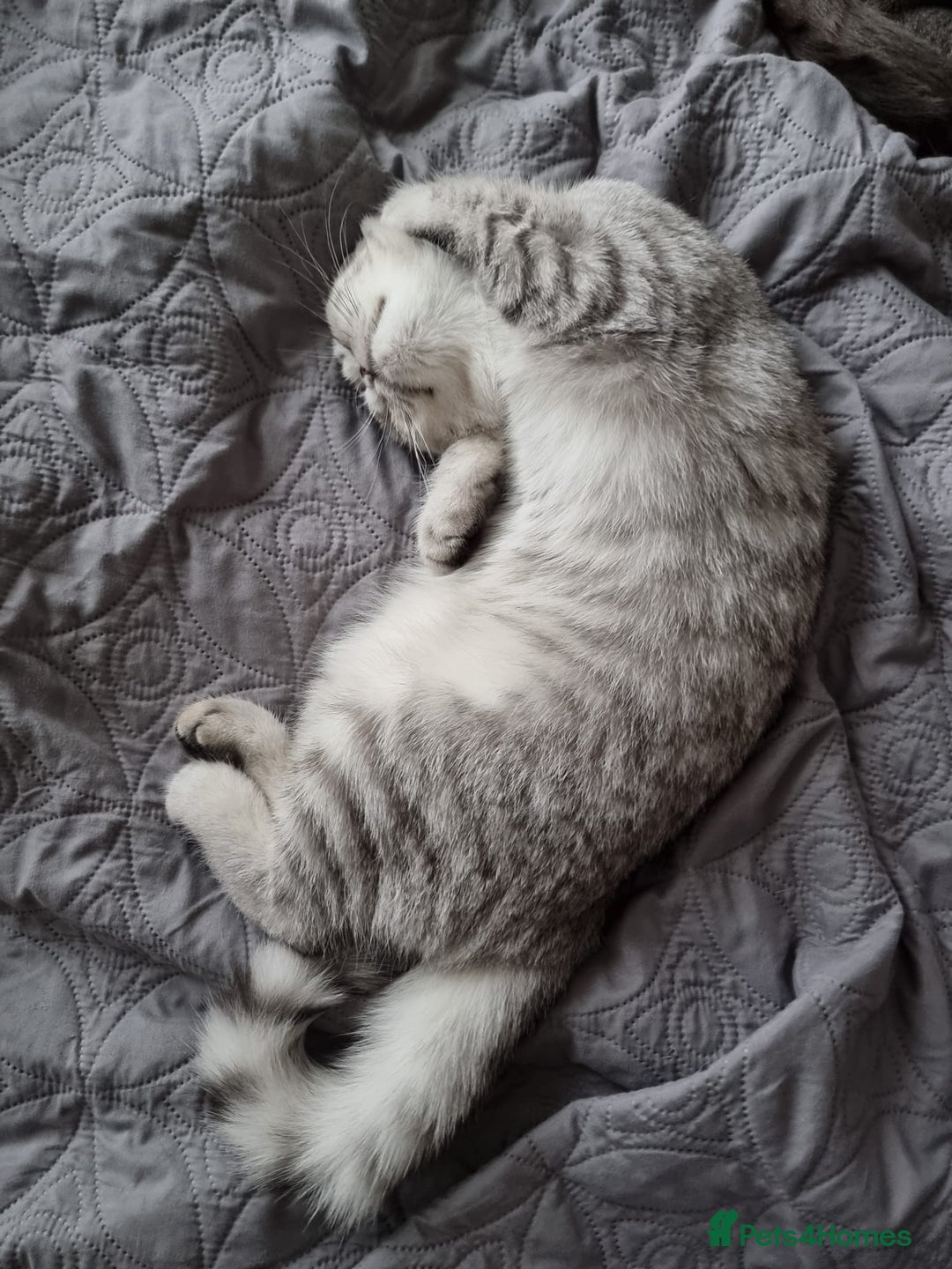 British Shorthair cats for sale: Silver Tabby Classic 5 Months Old GCCF Pedigree - Image 4