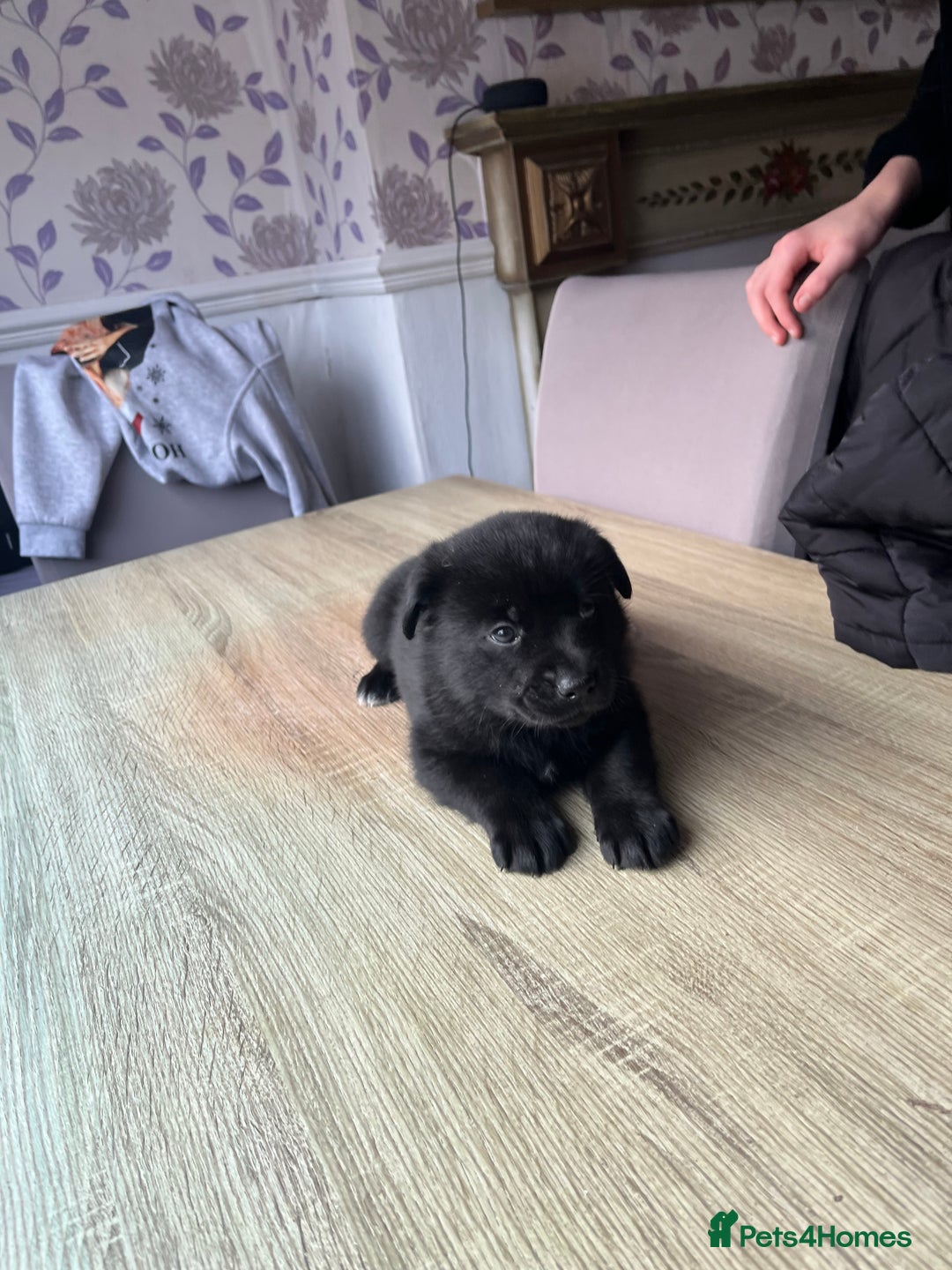 Mixed Breed dogs for sale: 8 beautiful puppies for sale - Advert 13