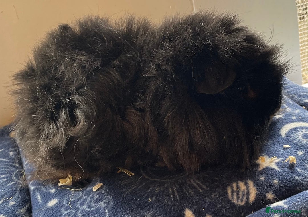 Guinea Pig rodents for sale: Older boar’s and baby Alpaca Texel and merino  - Image 5
