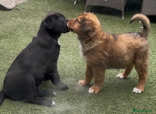 Mixed Breed dogs Central Asian Shepard x Rottweiler Puppies - Advert 2