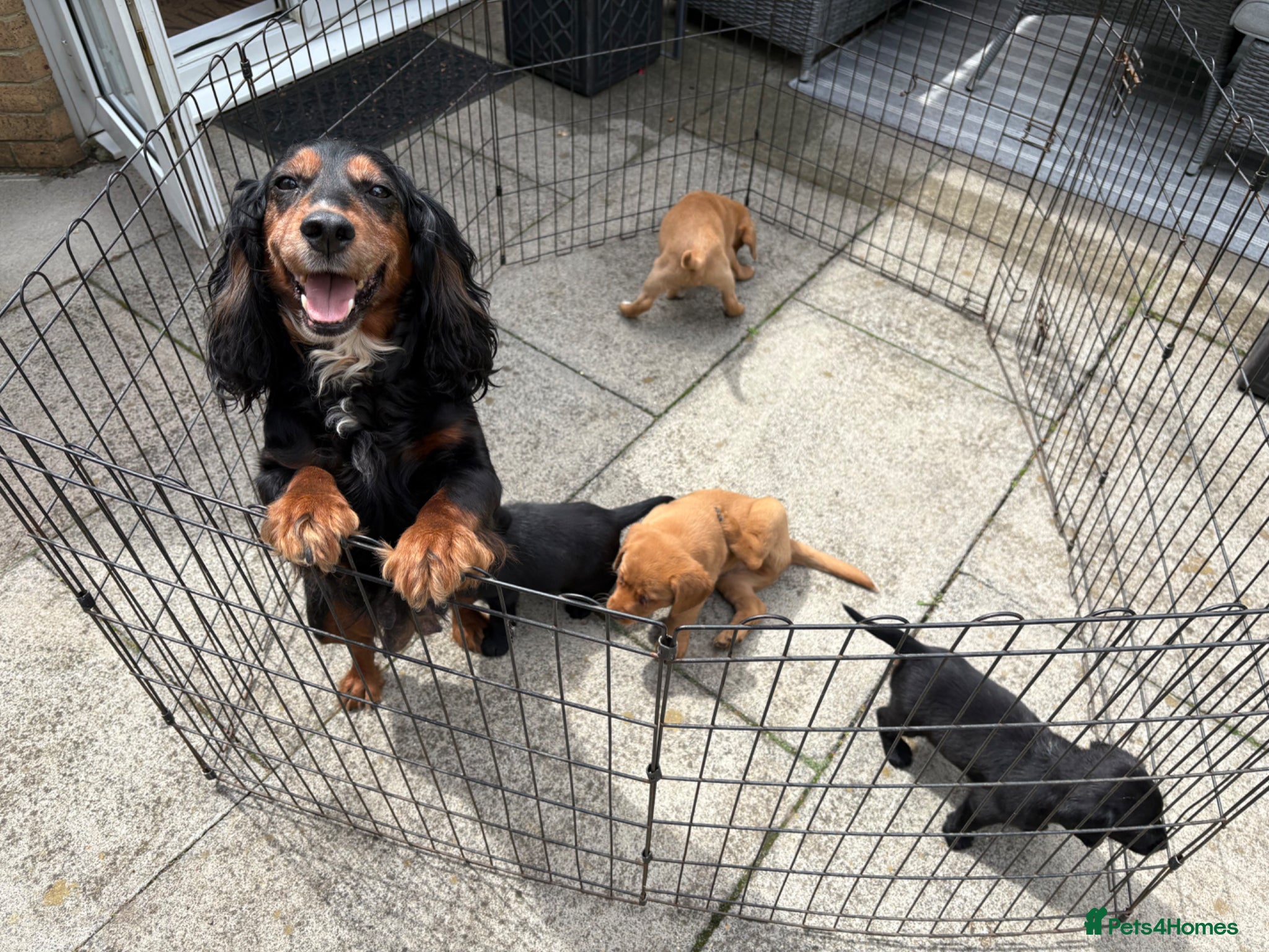 Cockerdor dogs for sale: Stunning Cockador Puppies for Sale - Advert 9