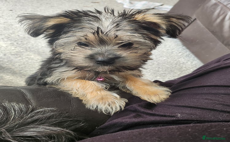 Morkie dogs - Advert 3