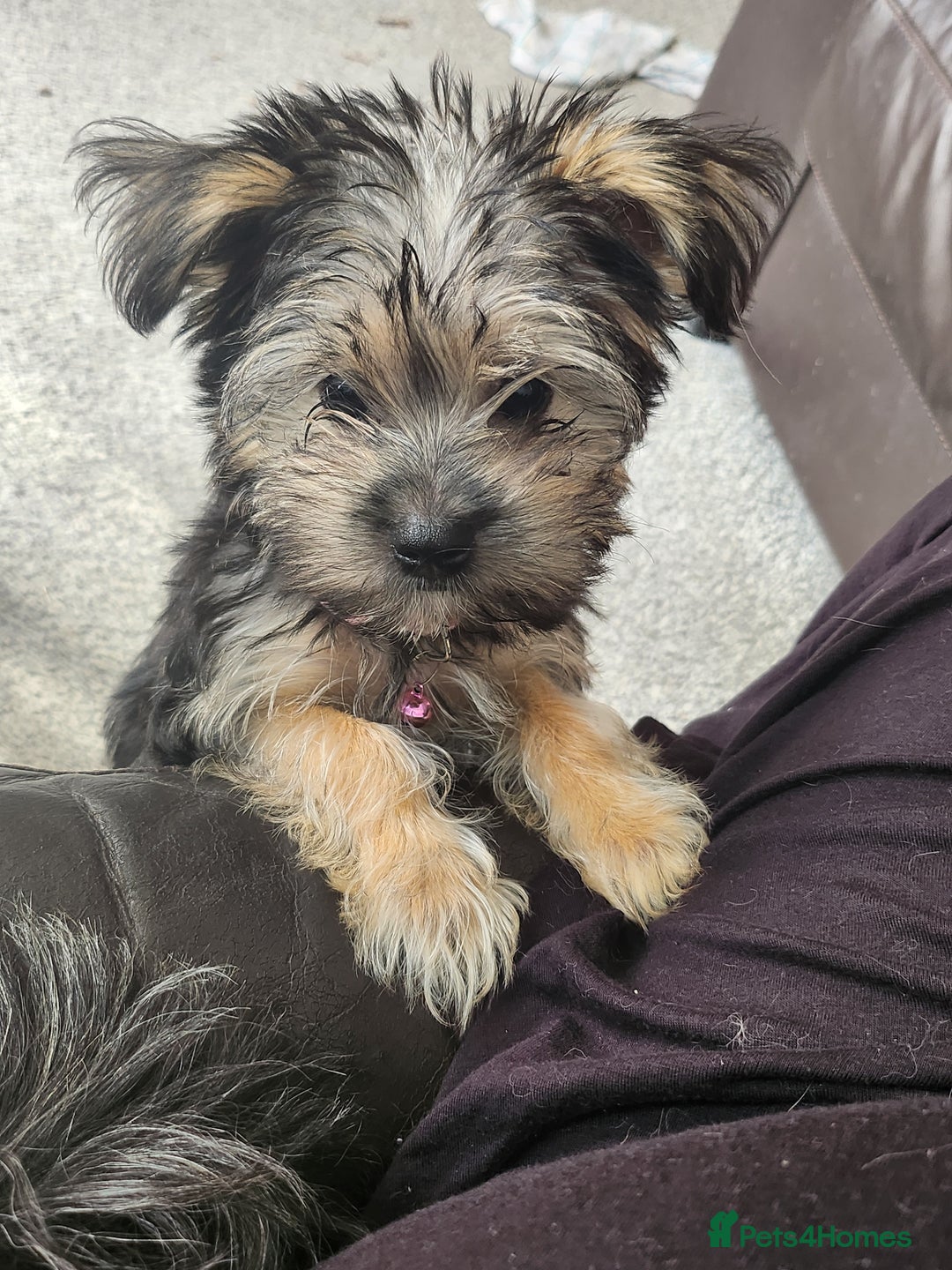 Morkie dogs for sale: Yorkie dominant small Morkies - Image 1