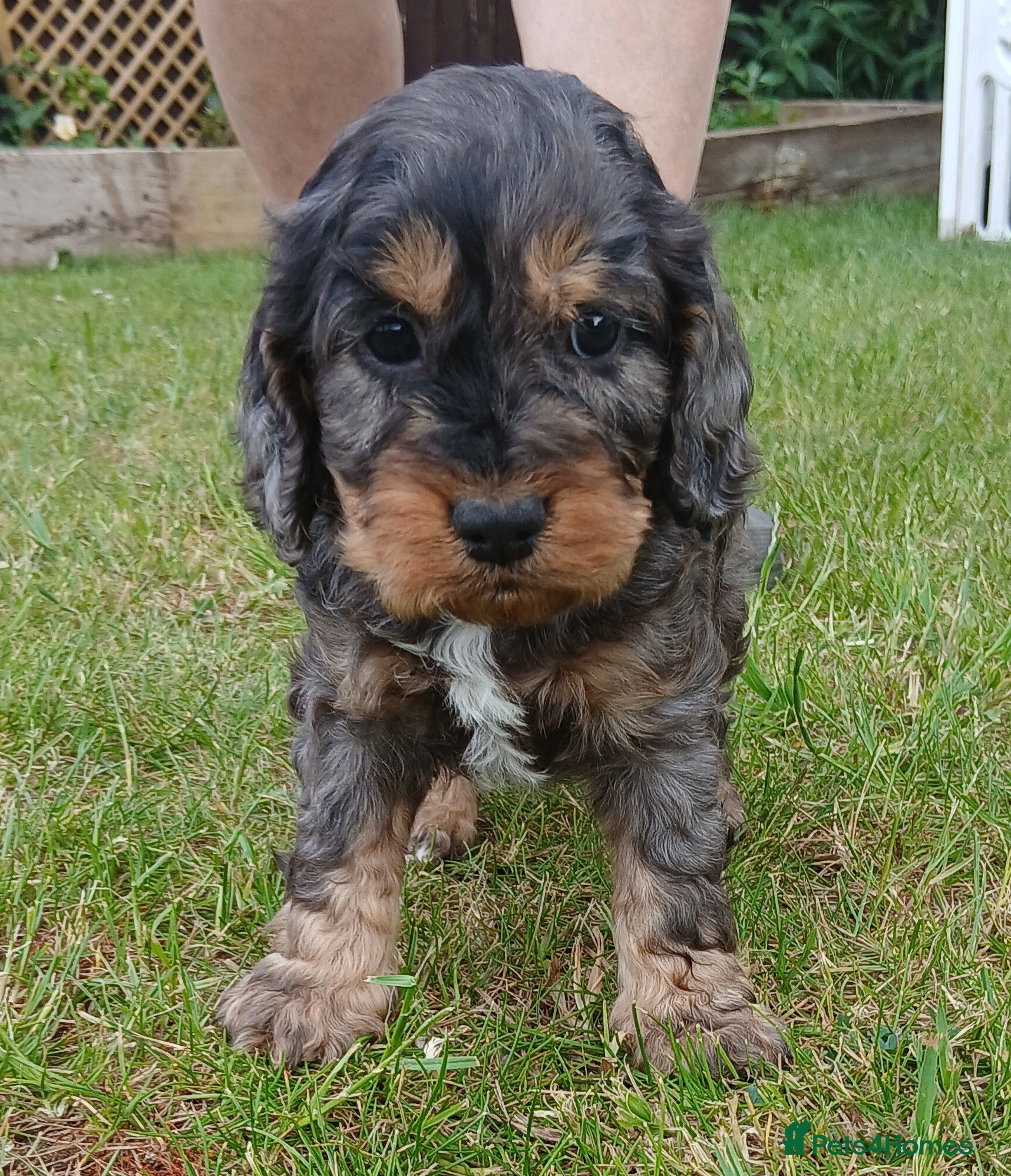 Cockapoo dogs F1 cockapoos - Advert 2
