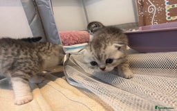 Scottish Fold cats for sale: Scottish fold and straights - Image 5