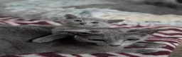 Russian Blue cats for sale: Full Pedigree American Line Russian Blue  - Advert 8