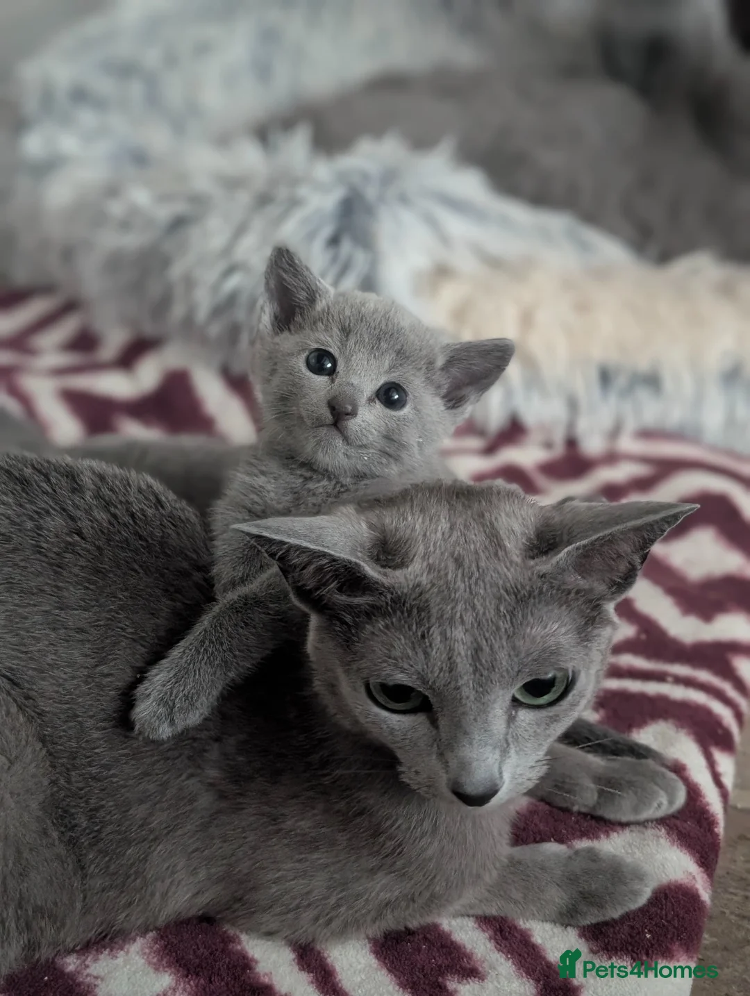 Russian Blue cats for sale: Full Pedigree American Line Russian Blue  - Advert 8