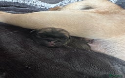 Pug dogs for sale: Pedigree pug puppies  - Image 2
