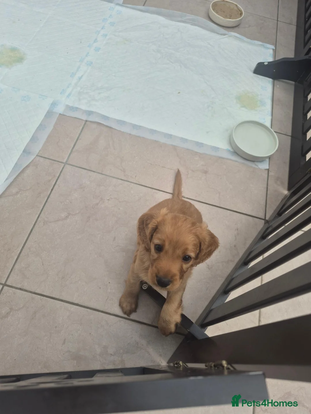 Cockapoo dogs for sale: F2 cockerpoo  - Advert 1