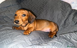 Dachshund dogs for sale: READY NOW - DACHSHUND PUPPIES - Image 10