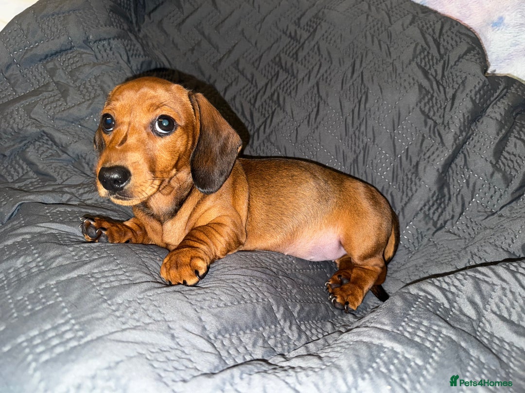 Dachshund dogs for sale: READY NOW - DACHSHUND PUPPIES - Image 10