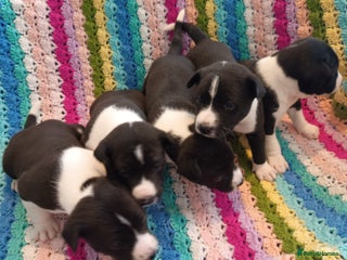 Basenji dogs Basenji pups - Advert 2