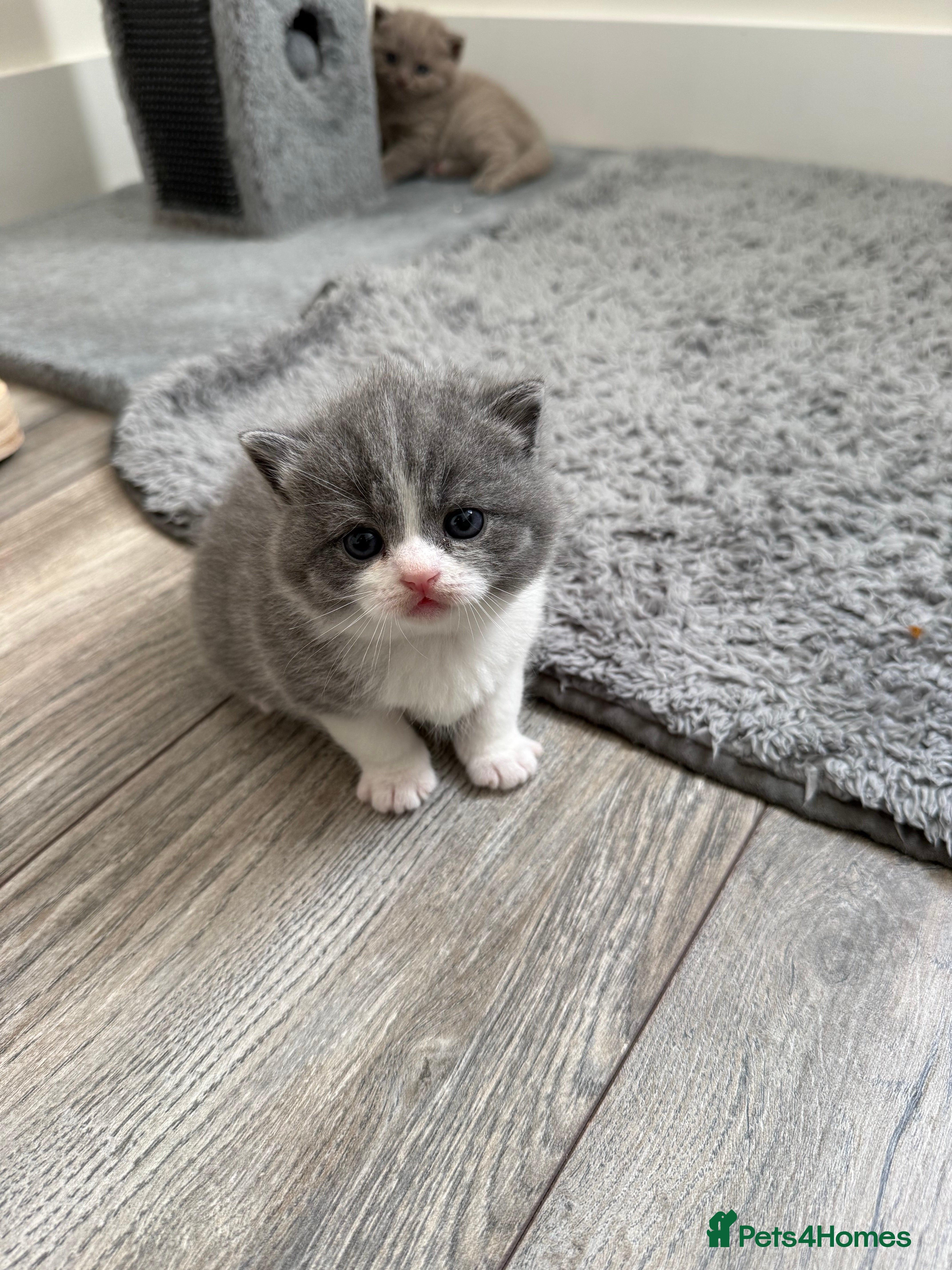 British Shorthair cats 🐾 Adorable British Shorthair Kittens  🐱 - Advert 1