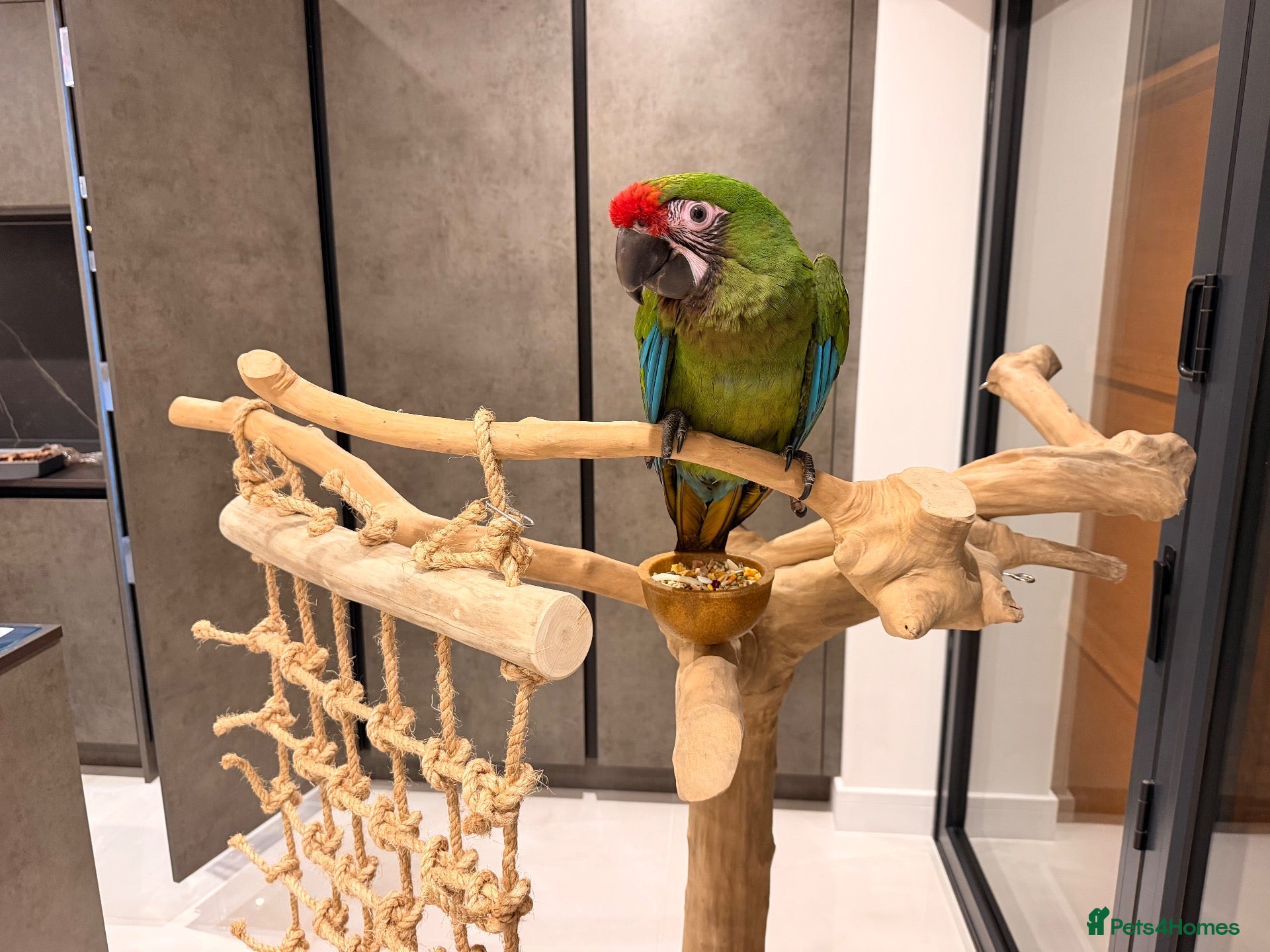 Macaws birds Silly Tame Male Military Macaw - Advert 1