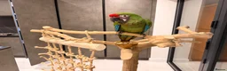 Macaws birds for sale: Silly Tame Male Military Macaw - Advert 1