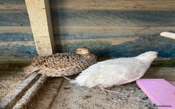 Chickens poultry for sale: Beautiful cock, Pigeon,Quail,H-egg,priceseparate  in Barking - Image 10