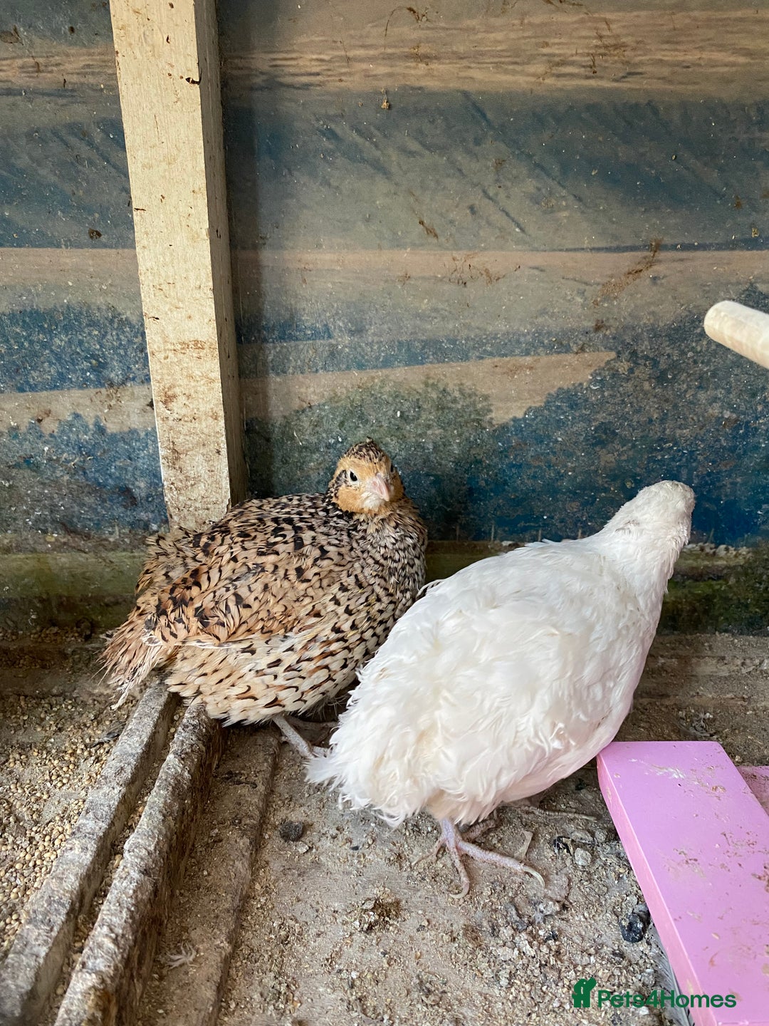 Chickens poultry for sale: Beautiful cock, Pigeon,Quail,H-egg,priceseparate  in Barking - Image 10