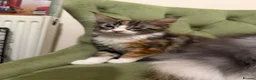 Maine Coon cats for sale: Maincoon X Ragdoll SALE - Advert 2