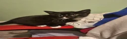 Mixed Breed cats for adoption: Kittens  in Crawley - Advert 5