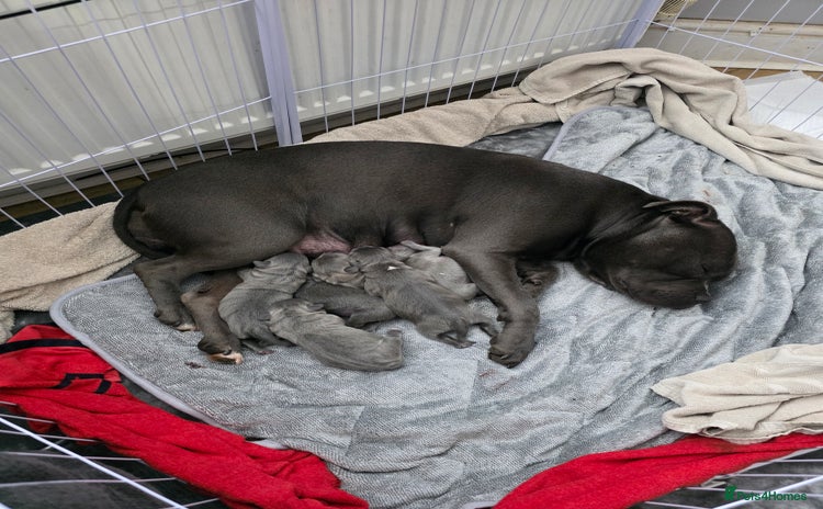 Staffordshire Bull Terrier dogs - Advert 15