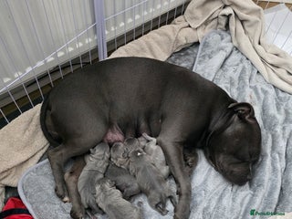 Staffordshire Bull Terrier dogs - Advert 24