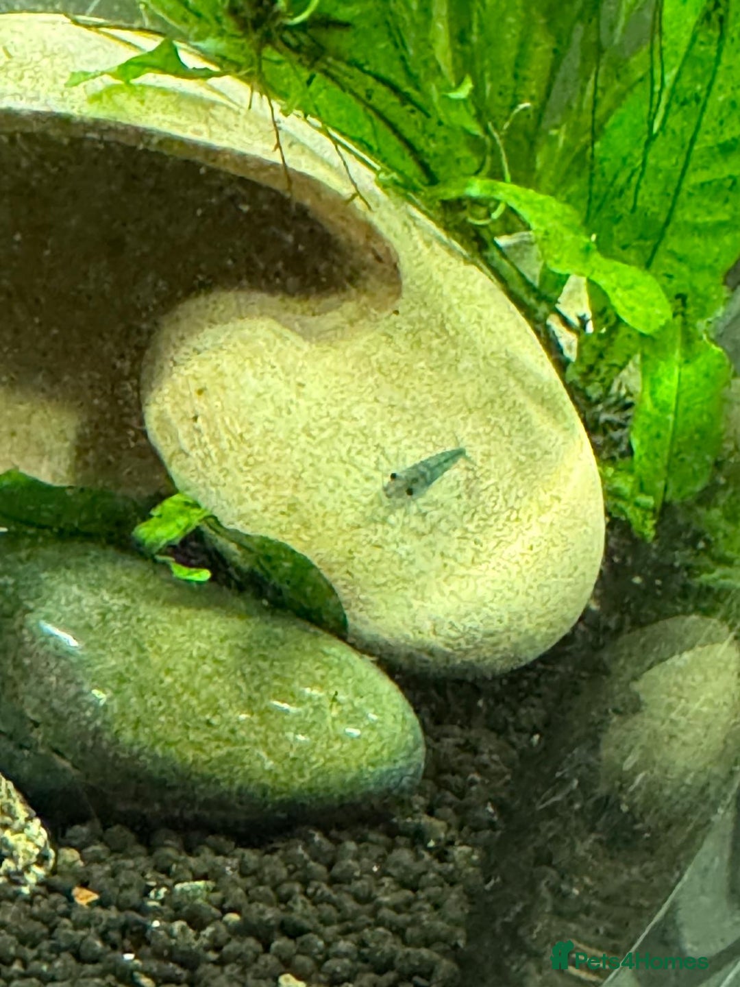 Shrimps fish for sale: Shrimp and rabbit snails  - Advert 2