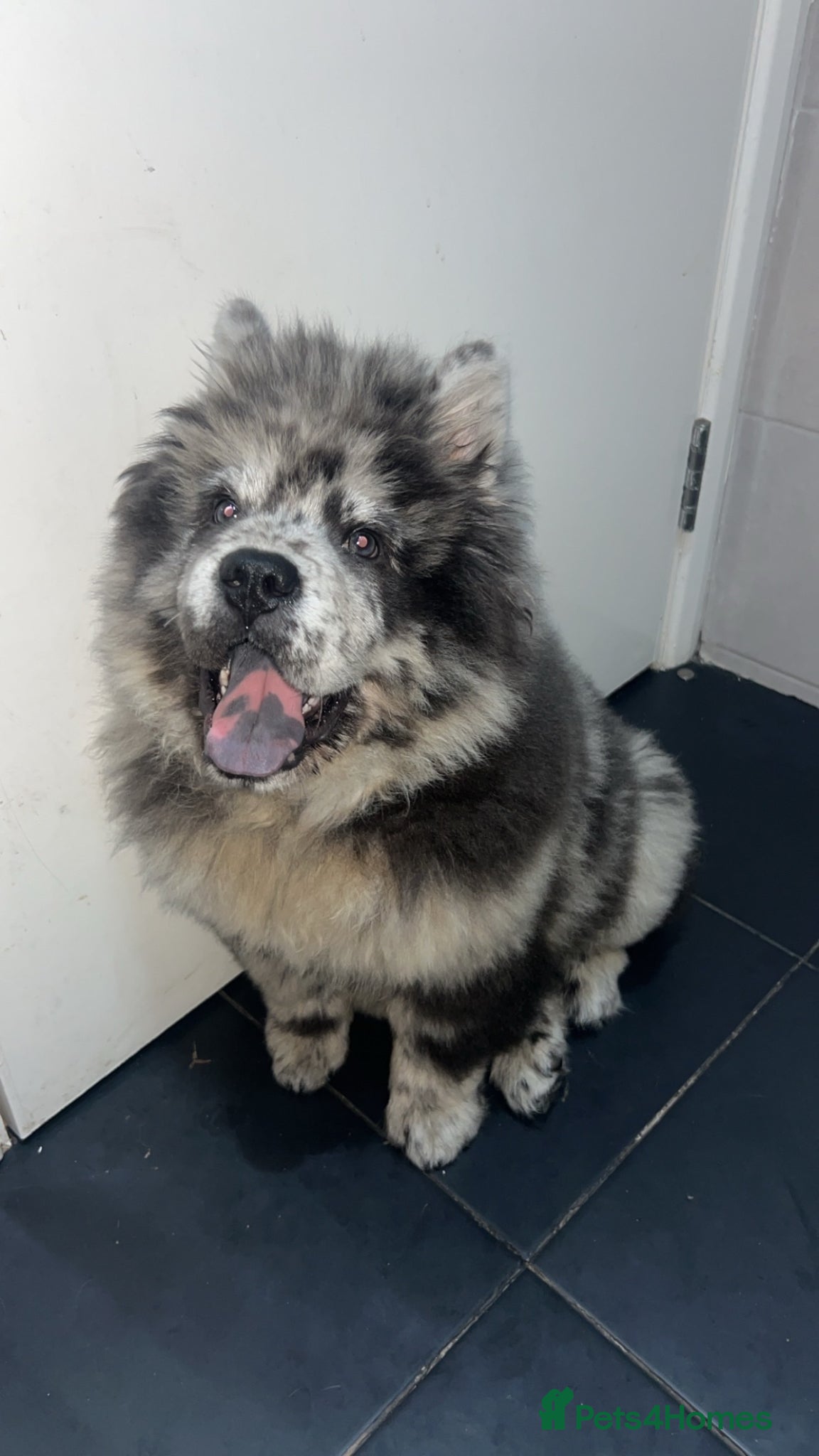 Chow Chow dogs 5 month old male chow chow  - Advert 1