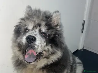 Chow Chow dogs 5 month old male chow chow - Advert 1