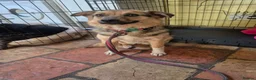 Mixed Breed dogs for adoption: Mandy - Dereham Norfolk  in Dereham - Advert 4
