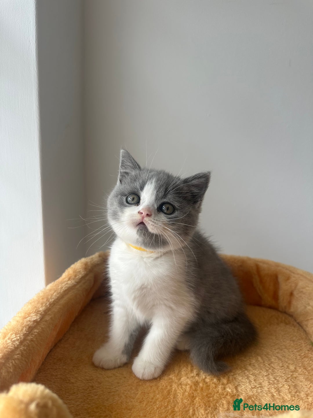 British Shorthair cats for sale: 🐻 Beautiful Teddy Bear BSH and BLH 🐻 - Image 19
