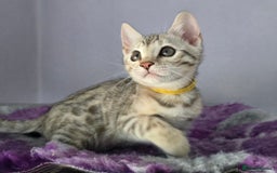Bengal cats for sale: TICA Champion Bengal Kittens  - Image 28