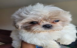 Shih Tzu dogs for sale: Ready now 🥰 Last Imperial ShihTzu Lavender Girl.  - Image 21