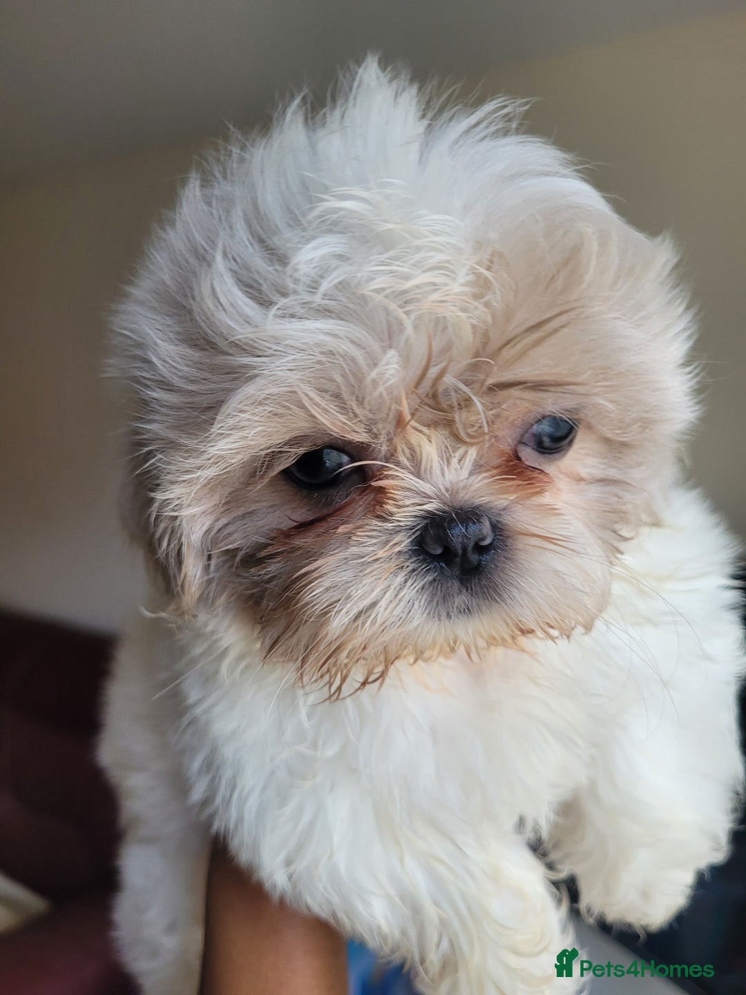 Shih Tzu dogs for sale: Ready now 🥰 Last Imperial ShihTzu Lavender Girl.  - Image 21