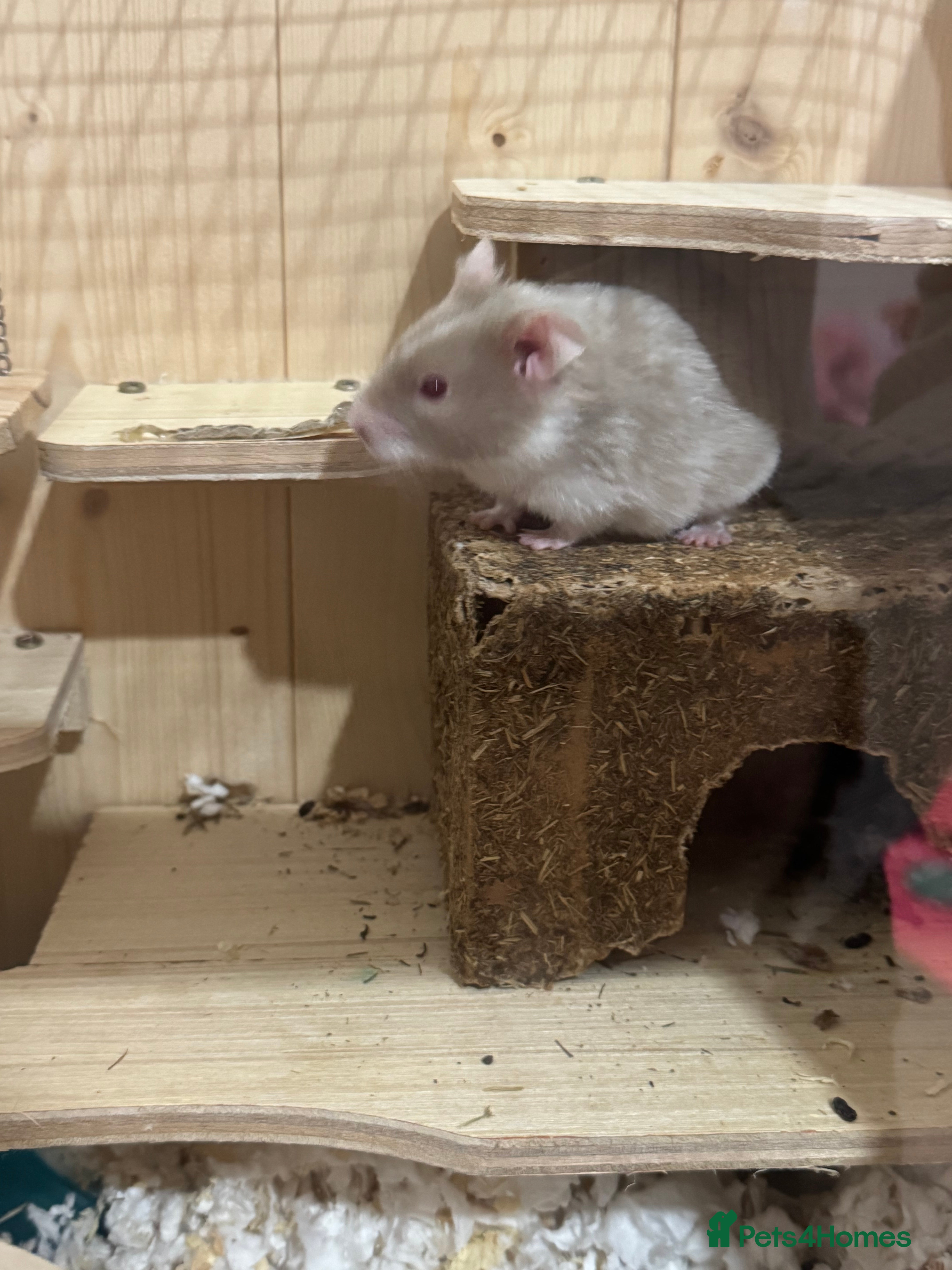 Hamster rodents Hamster and cage   - Advert 16