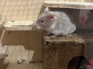 Hamster rodents Hamster and cage - Advert 3