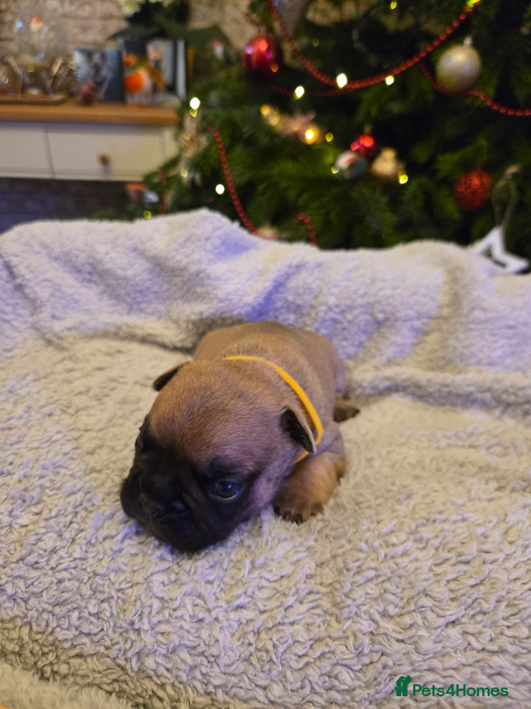 French Bulldog dogs for sale: French bulldog puppies.  - Advert 9