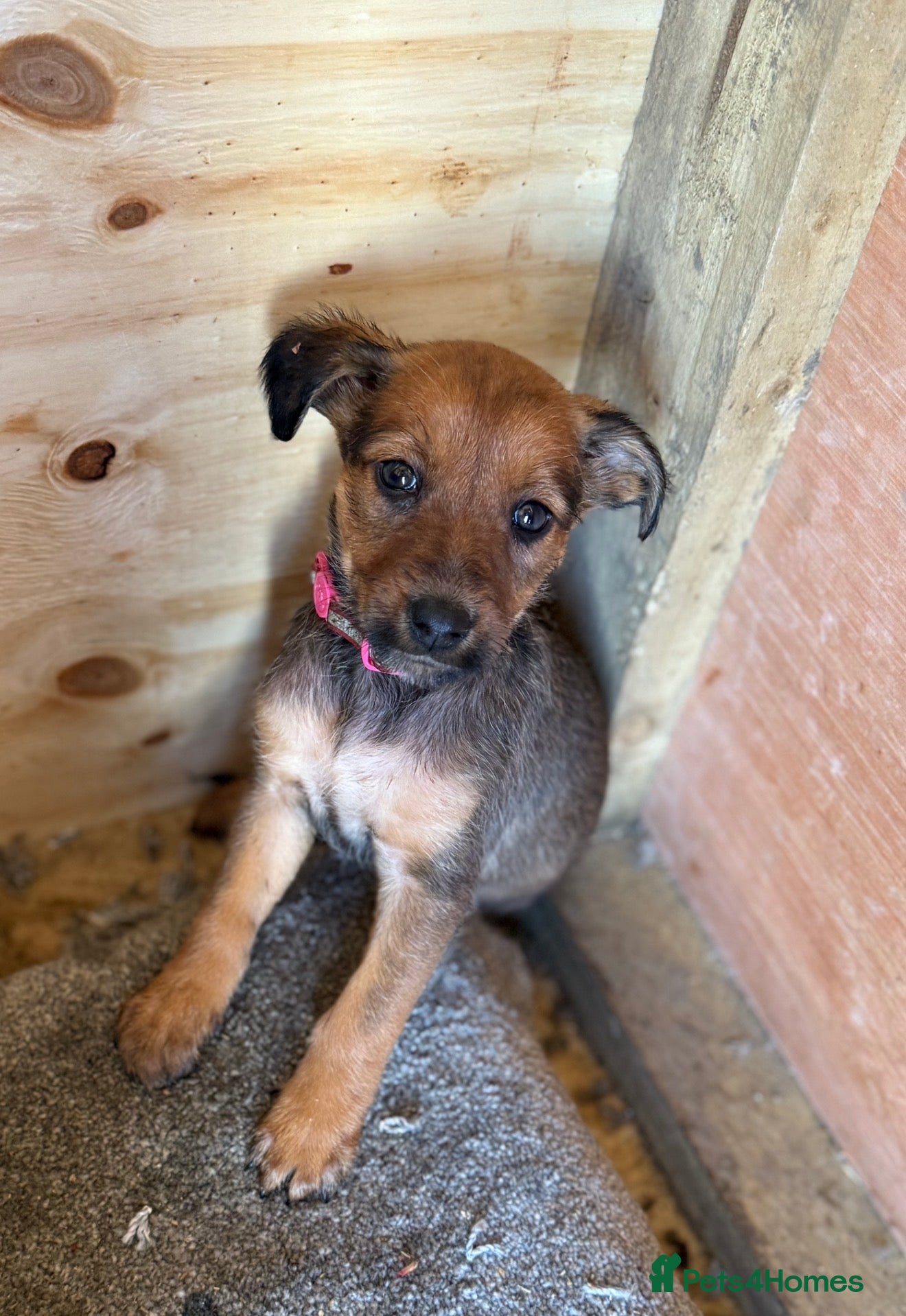 Mixed Breed dogs Bedlington Whippet x Belgian Malinois  - Advert 1