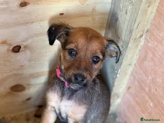 Mixed Breed dogs Bedlington Whippet x Belgian Malinois - Advert 1