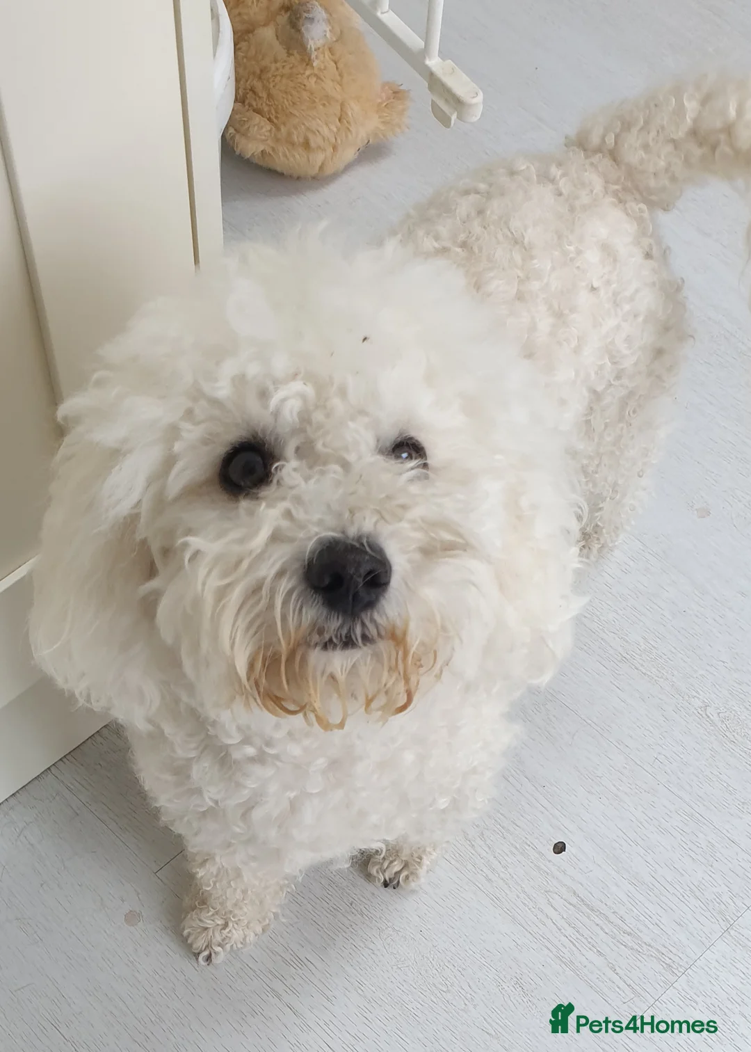 Miniature Poodle dogs for stud: Archie well Proven stud miniature poodle  in Chard - Advert 3