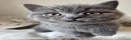 British Shorthair cats for sale: Lovely GCCF British Shorthair Kittens  - Advert 8