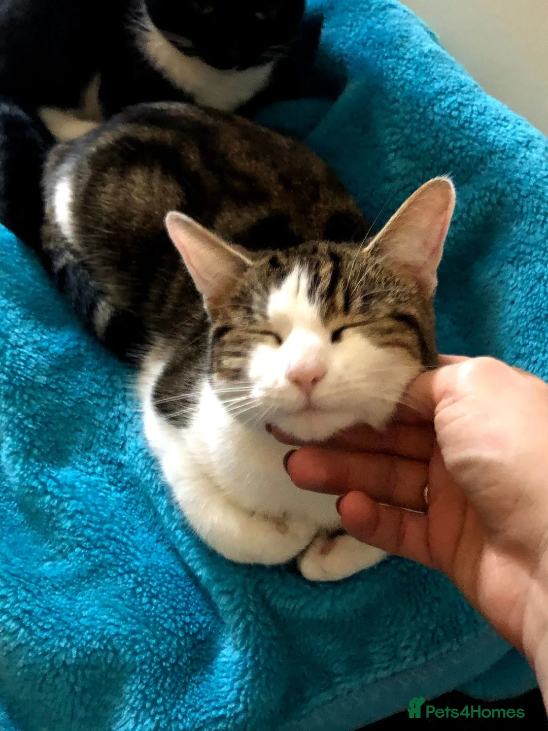 Domestic Shorthair cats for sale: Maisie the cat - Advert 2