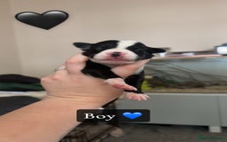 Mixed Breed dogs for sale: 🐾 Border Collie x Blue Heeler Puppies FOR SALE 🐾 - Image 2