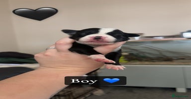 Mixed Breed dogs - Advert 1